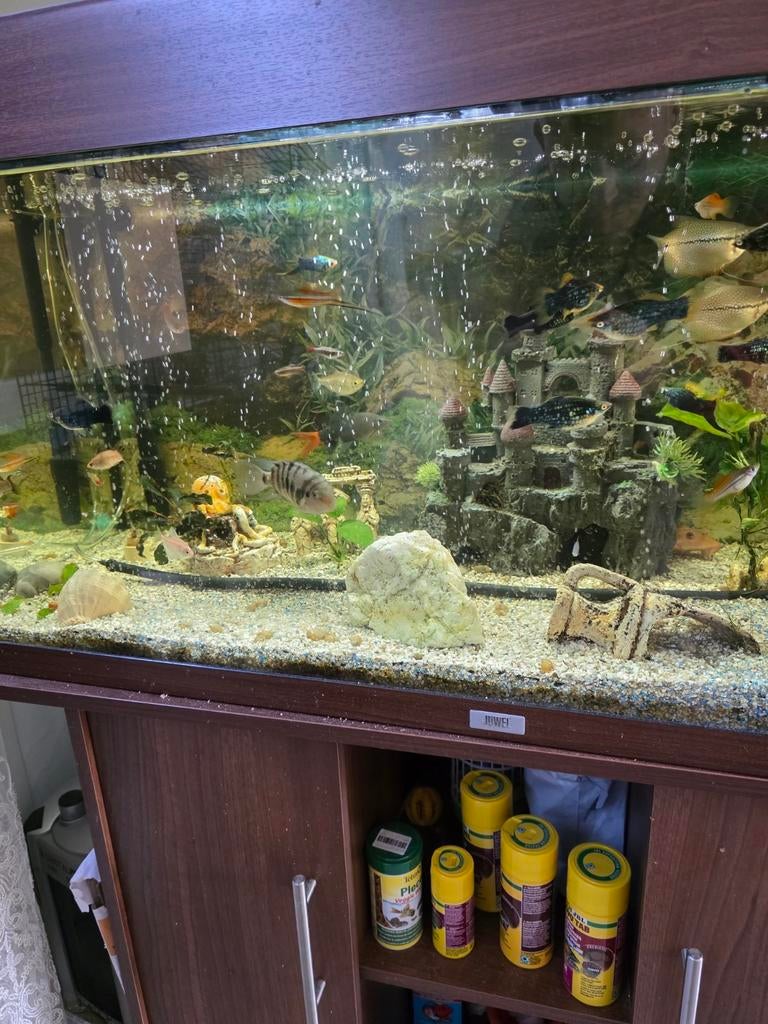 Bijou d'aquarium, Enlèvement, Juwel