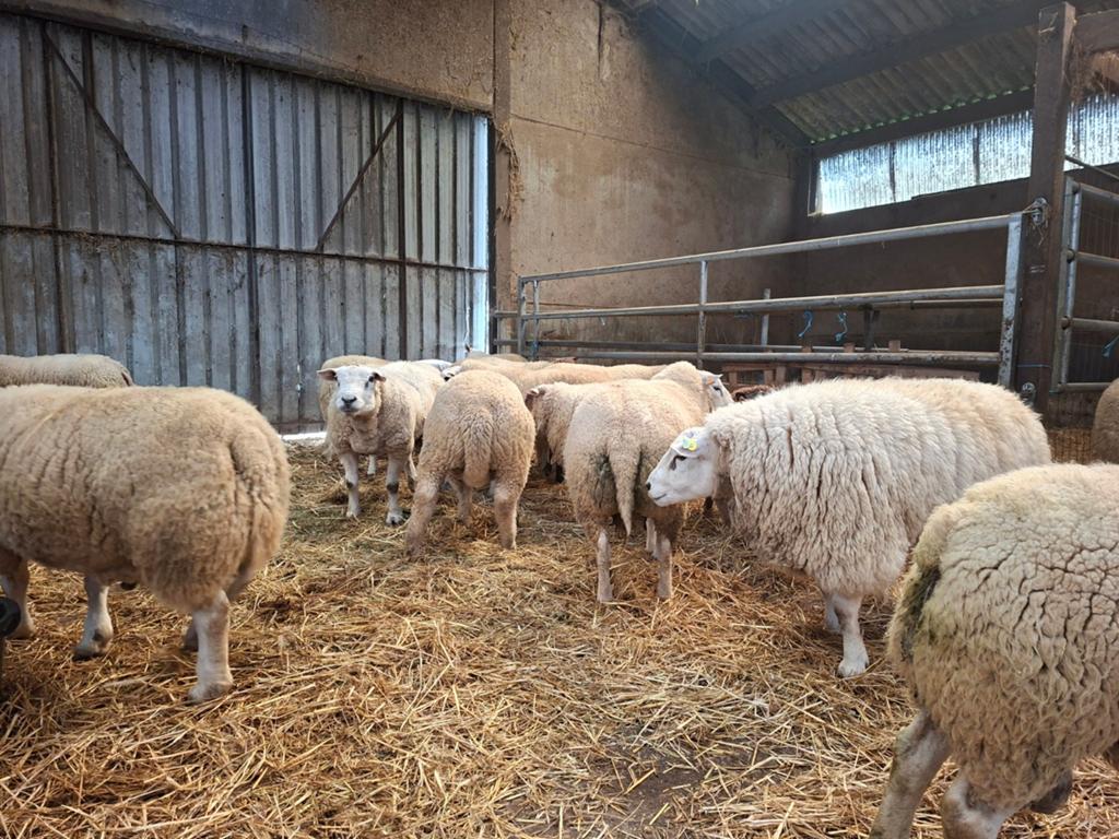 Mouton mâle  gros gabarit, Dieren en Toebehoren, Schapen, Geiten en Varkens, Schaap, Mannelijk
