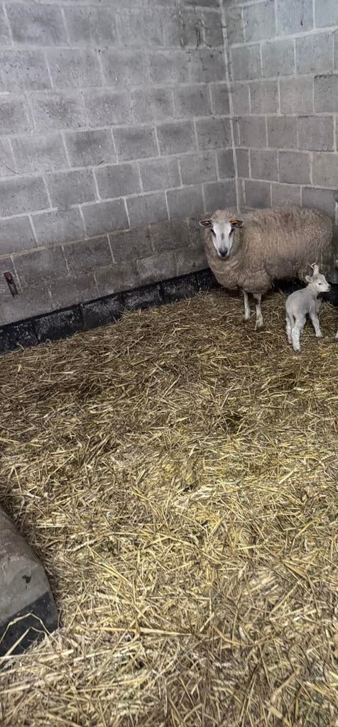 Schaap met lam, Mouton