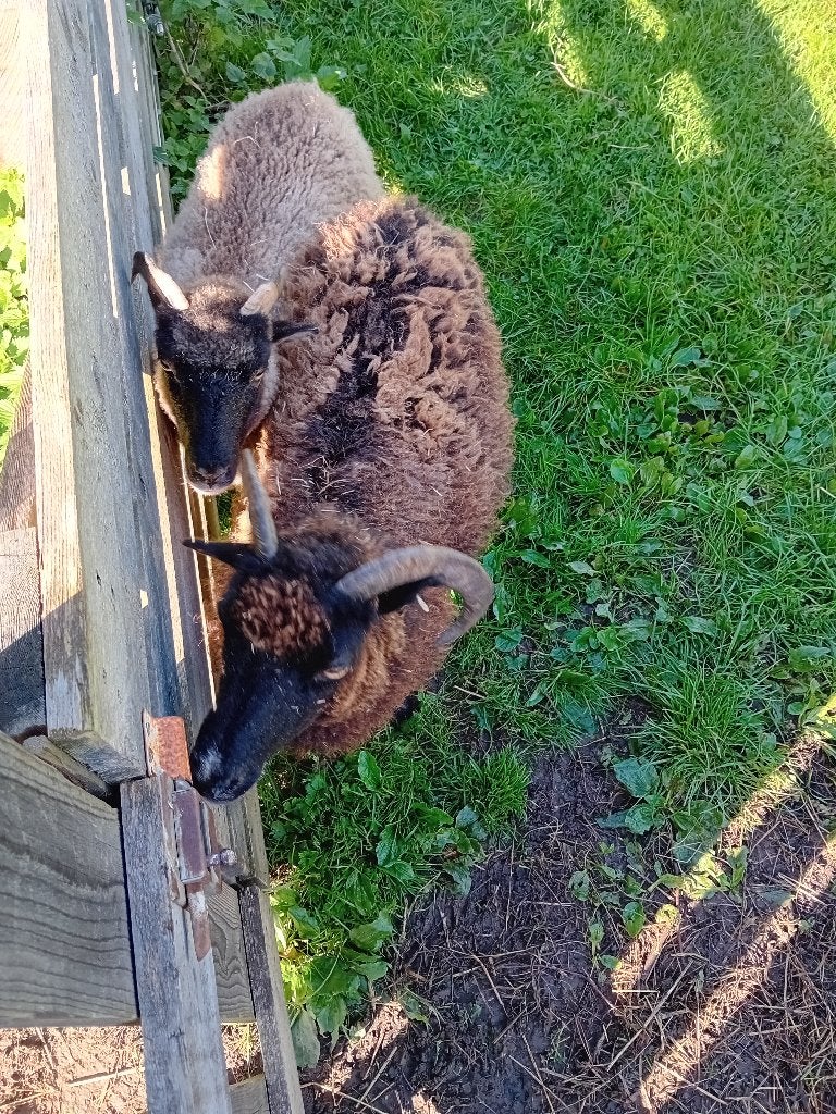 2x Soay ooi te koop, Animaux & Accessoires, Femelle, Mouton