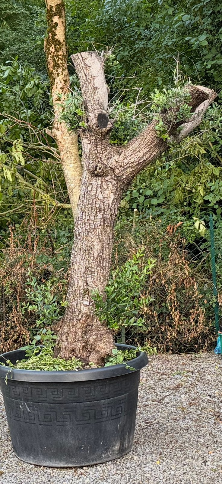 Olivier - pot 170L, Tuin en Terras, Planten | Bomen, Ophalen, Olijfboom