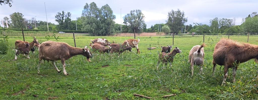 3 jonge toggenburger bokjes van 4 maanden, Dieren en Toebehoren, Overige Dieren, Januari, Meerdere dieren