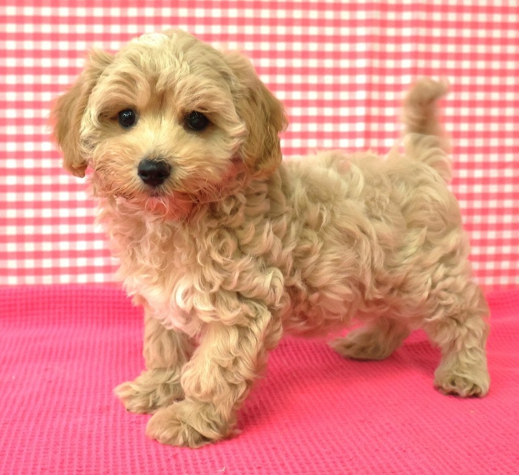 Super leuke Maltipoo pup!, 15 weken tot 1 jaar, Overige rassen, Buitenland, Teef