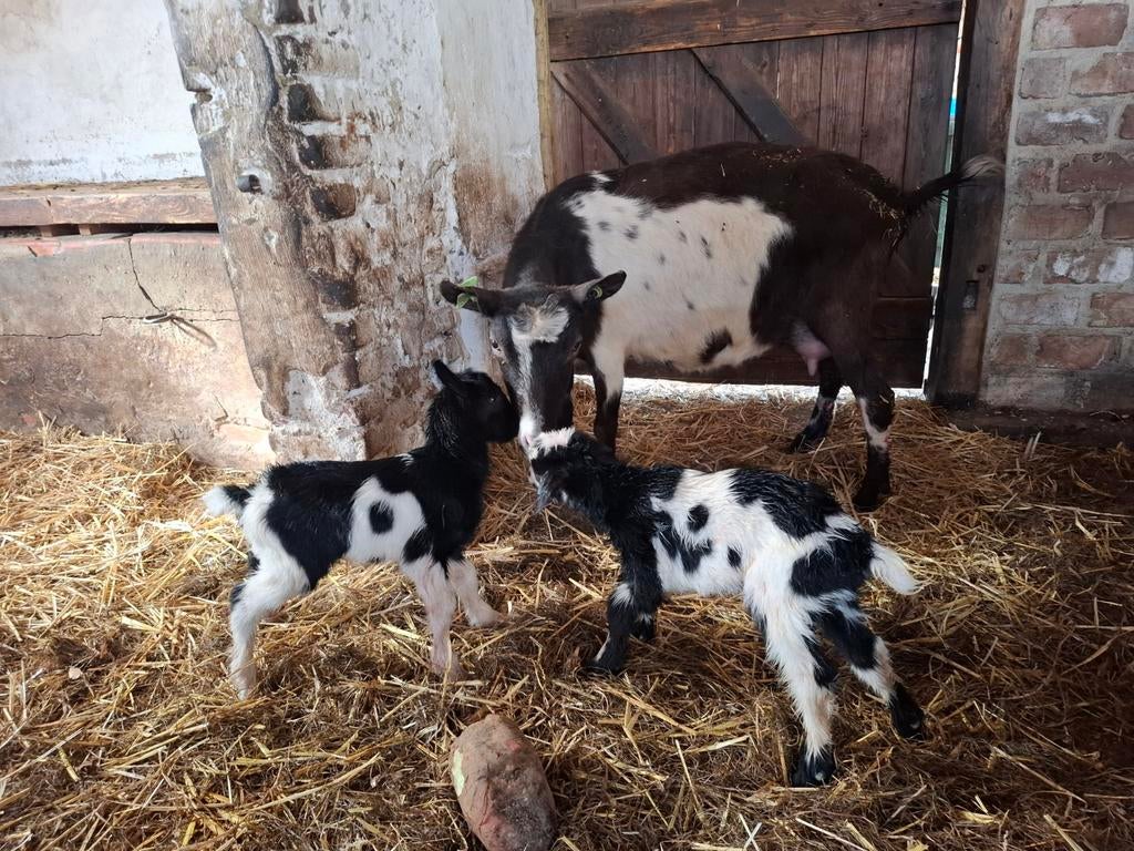 Nederlandse bonte melkgeit bokken, Dieren en Toebehoren