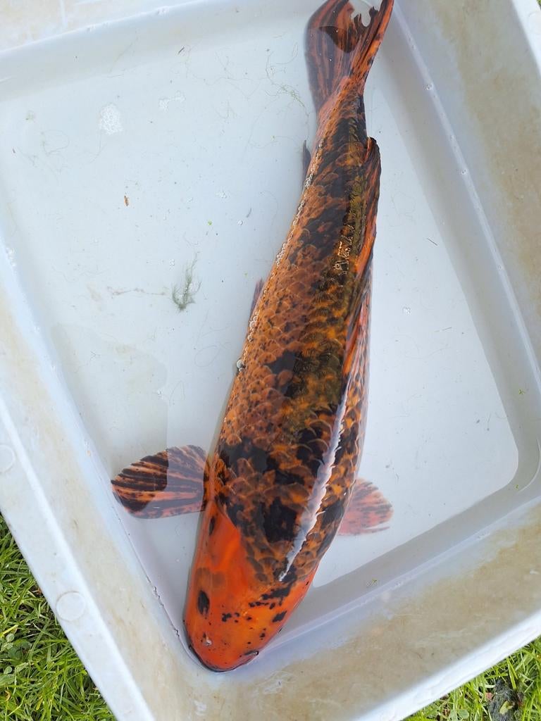 Koi