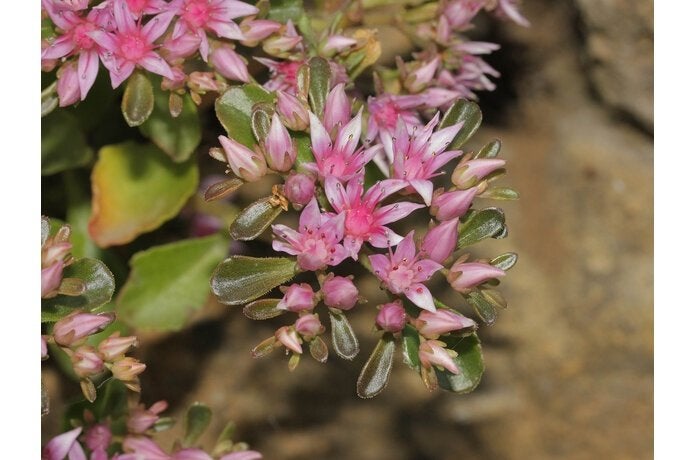 48 Sedum spurium, orpin rose P9, Plein soleil, Enlèvement, Plante fixe, Été