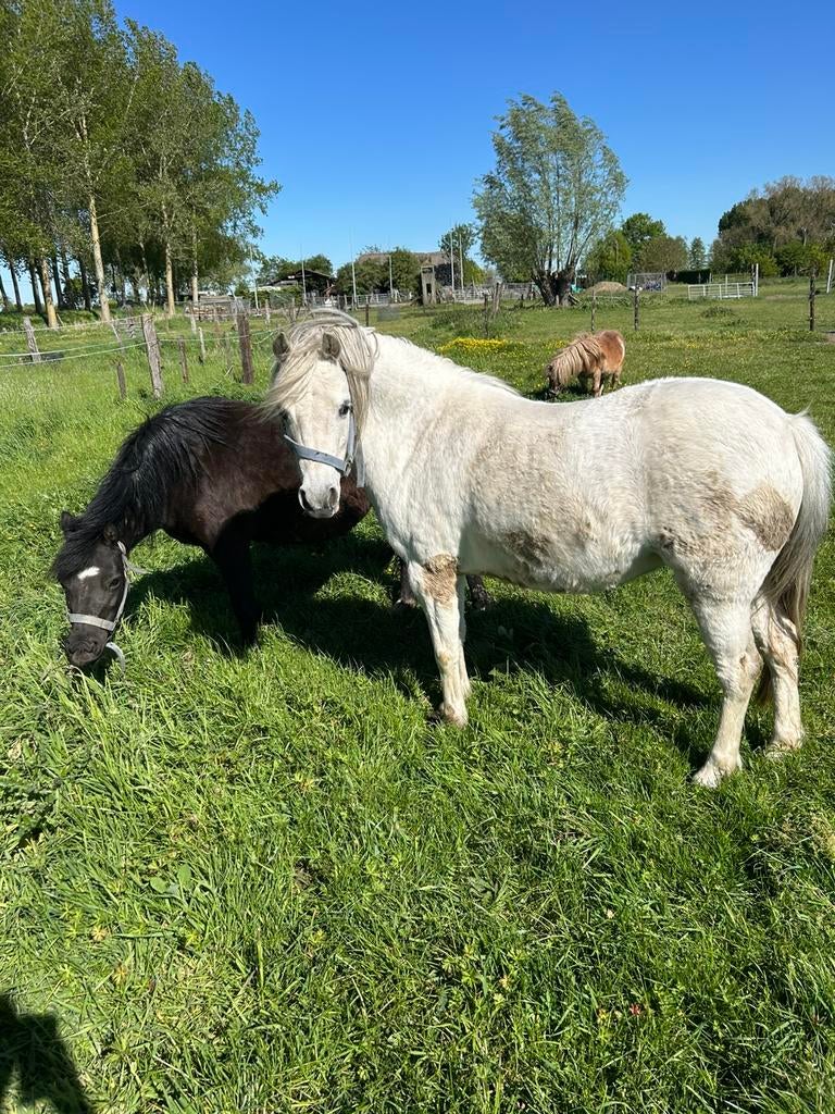 Merrie pony's, Jument, B