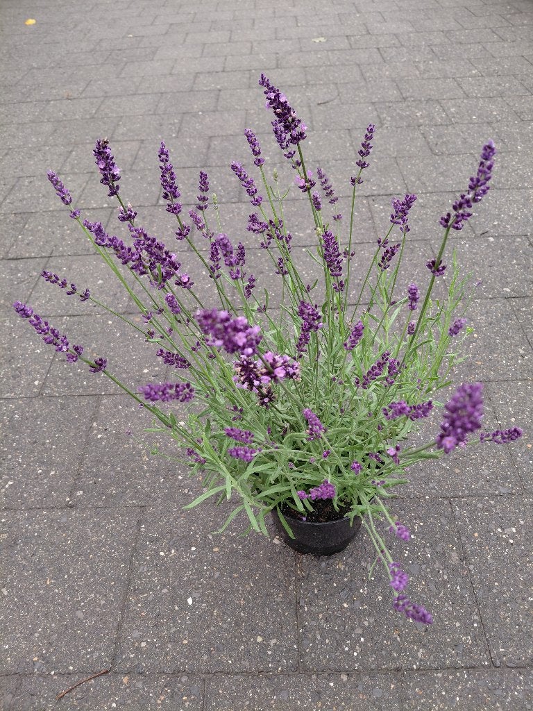 Lavendula Hidcote, Ophalen