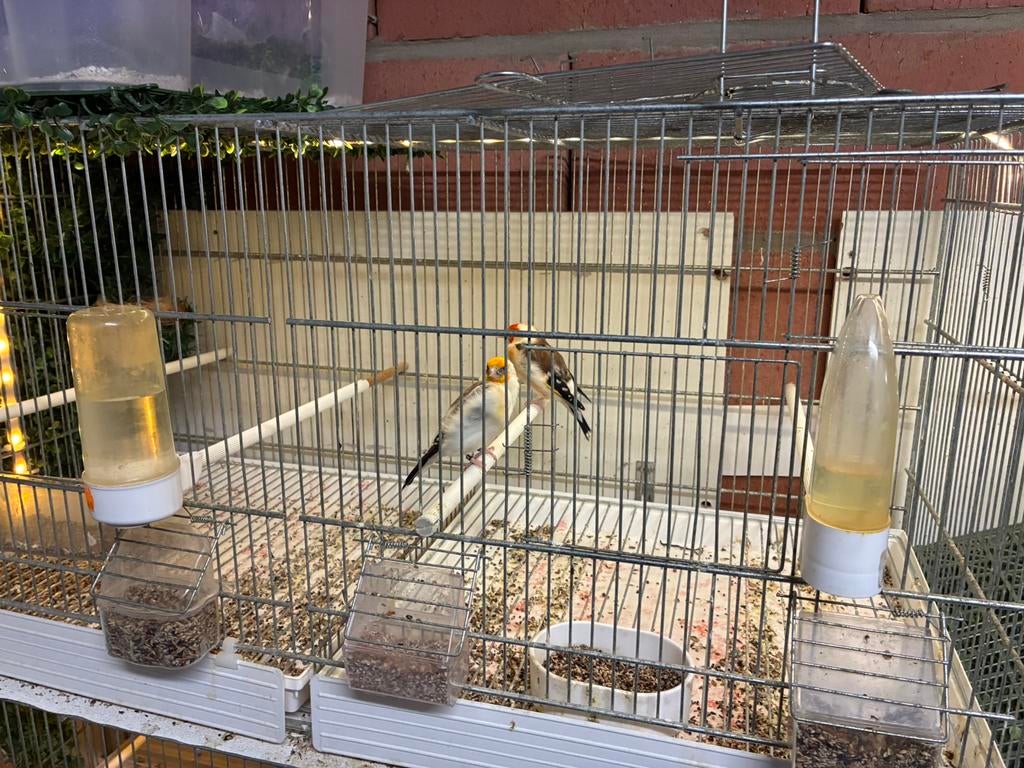 Chardonneret + canaris et cage, Plusieurs animaux