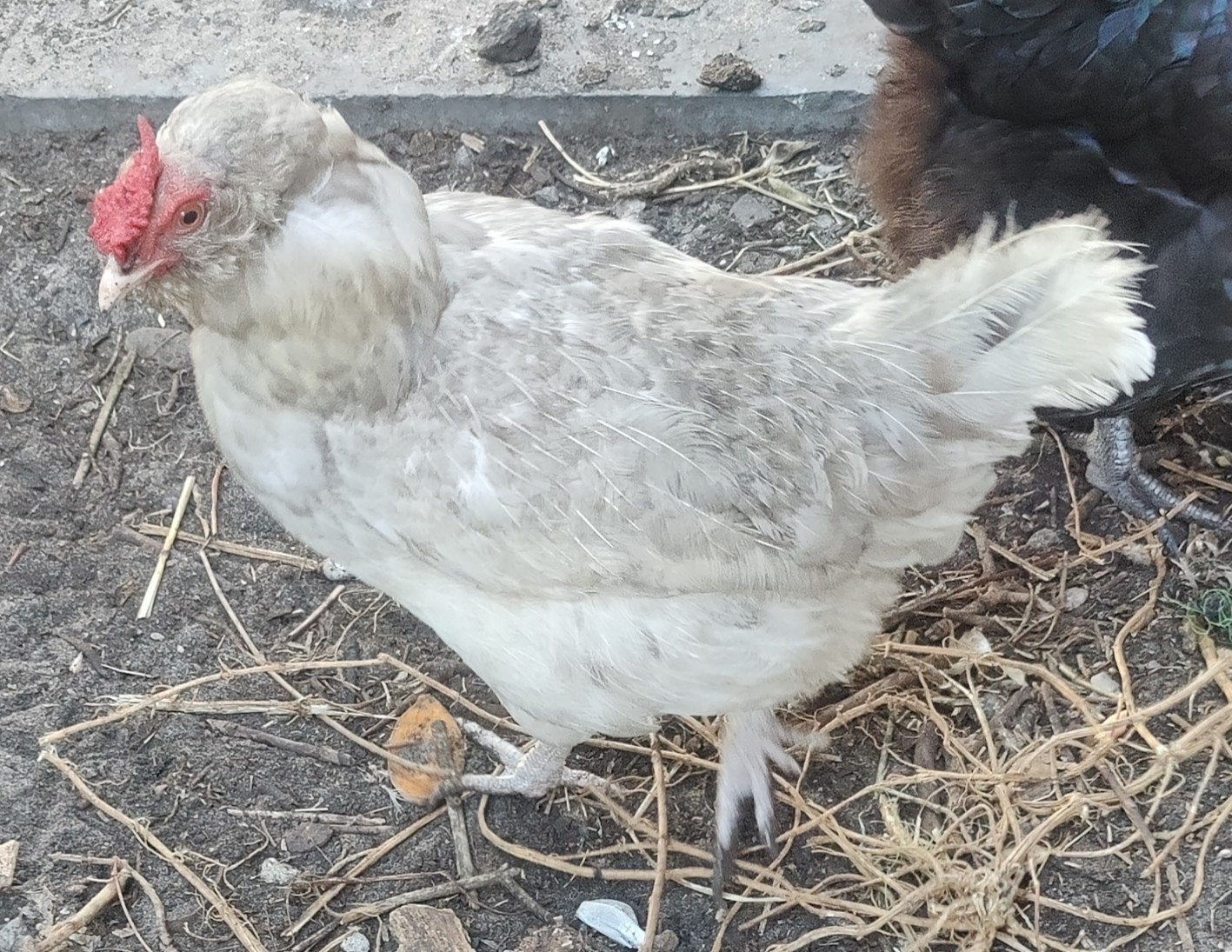 Hen, Dieren en Toebehoren, Pluimvee, Vrouwelijk, Kip
