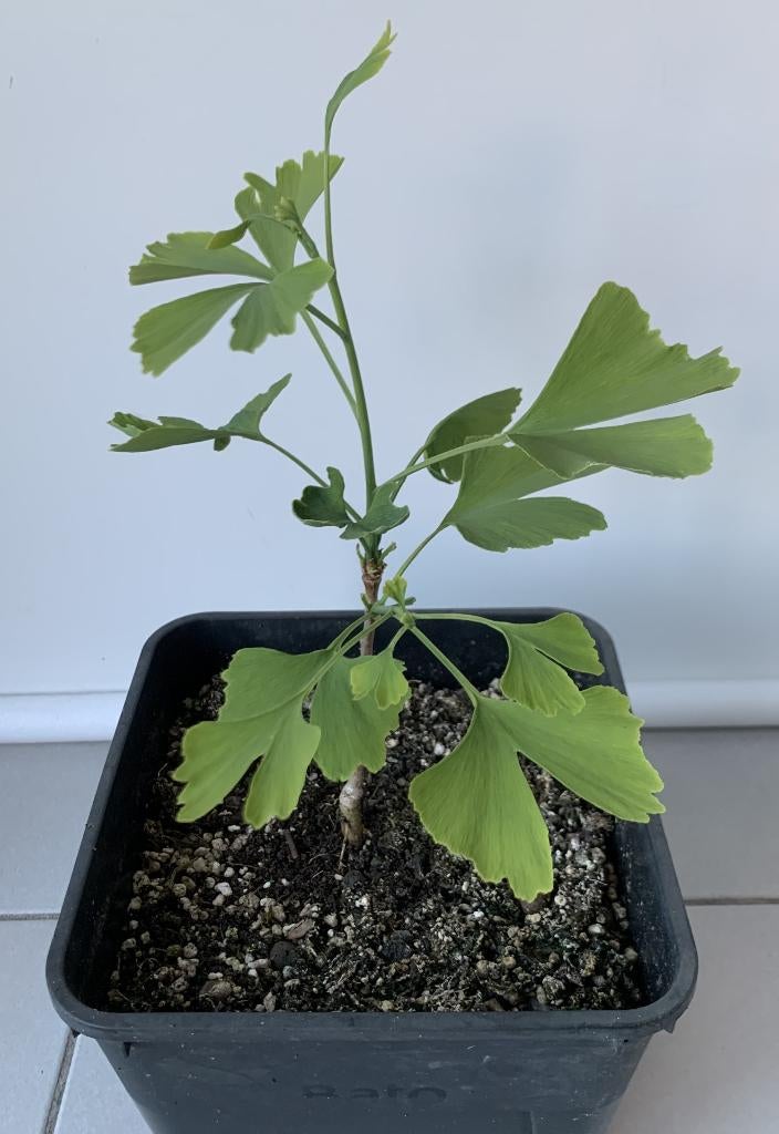 Ginkgo Biloba, Tuin en Terras, Planten | Bomen, Overige soorten, Zomer, 400 cm of meer, Ophalen