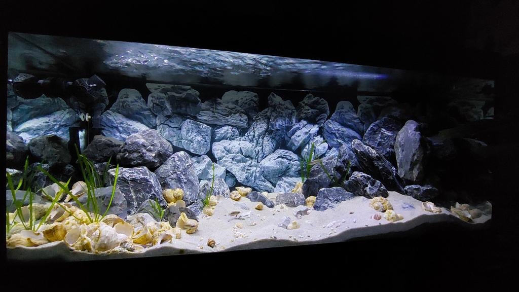 Juwel Rio 240 & oase thermomaster filter & tanganyika vissen, Ophalen