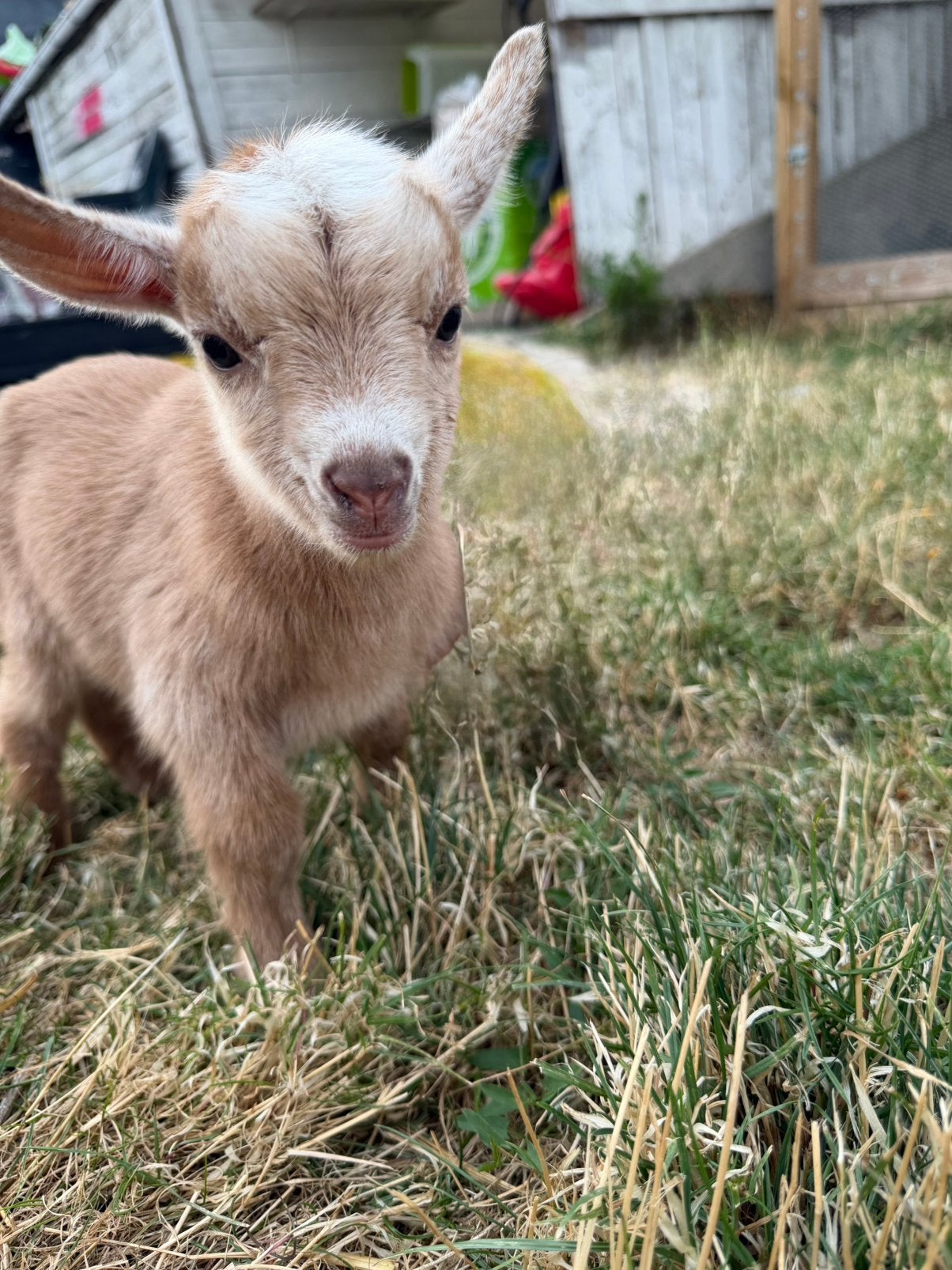 Papfles dwerg geiten bokje, Dieren en Toebehoren, Schapen, Geiten en Varkens, Mannelijk, Geit, 0 tot 2 jaar