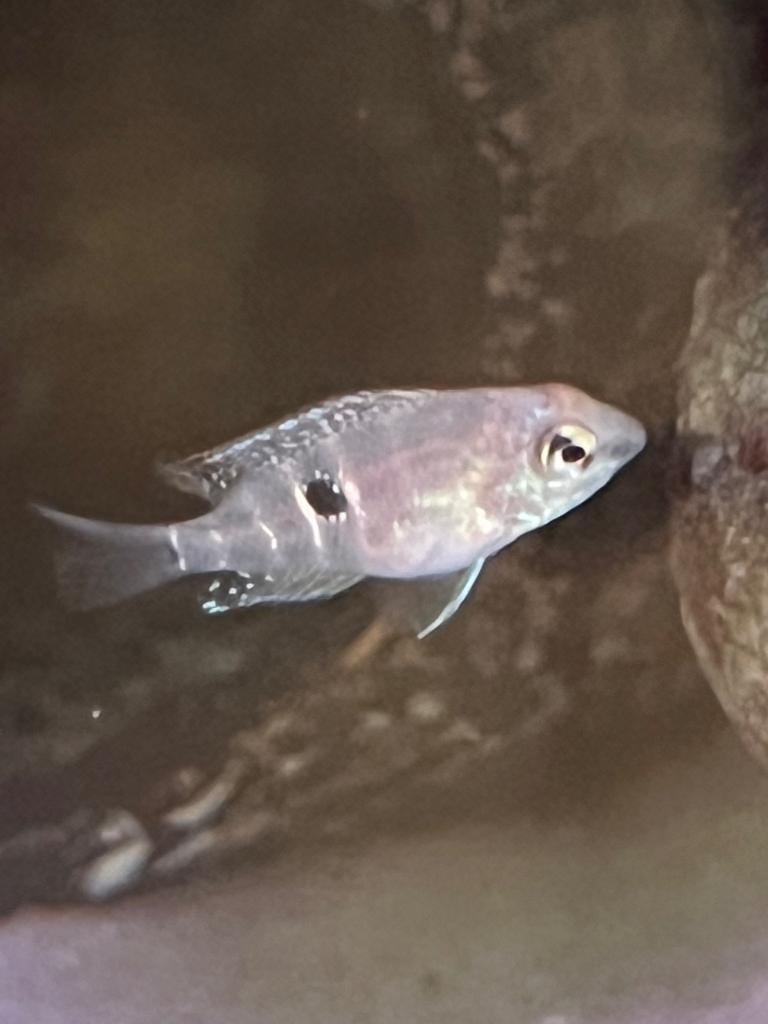 Vuurkeelcichlides jongen, Dieren en Toebehoren, Vissen | Aquariumvissen