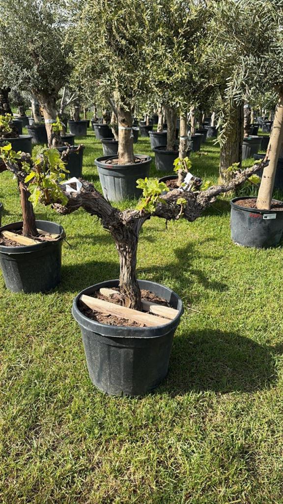 ‼️druivelaars rechtstreekse import spanje ‼️, Tuin en Terras, Ophalen
