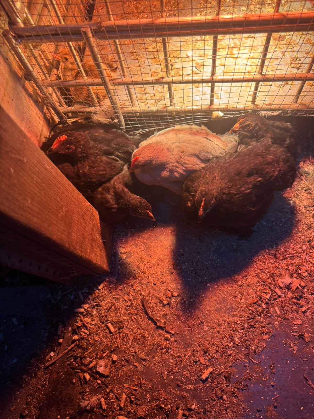 Sier kippen hennen en hanen verschillende soorten, Dieren en Toebehoren, Ophalen