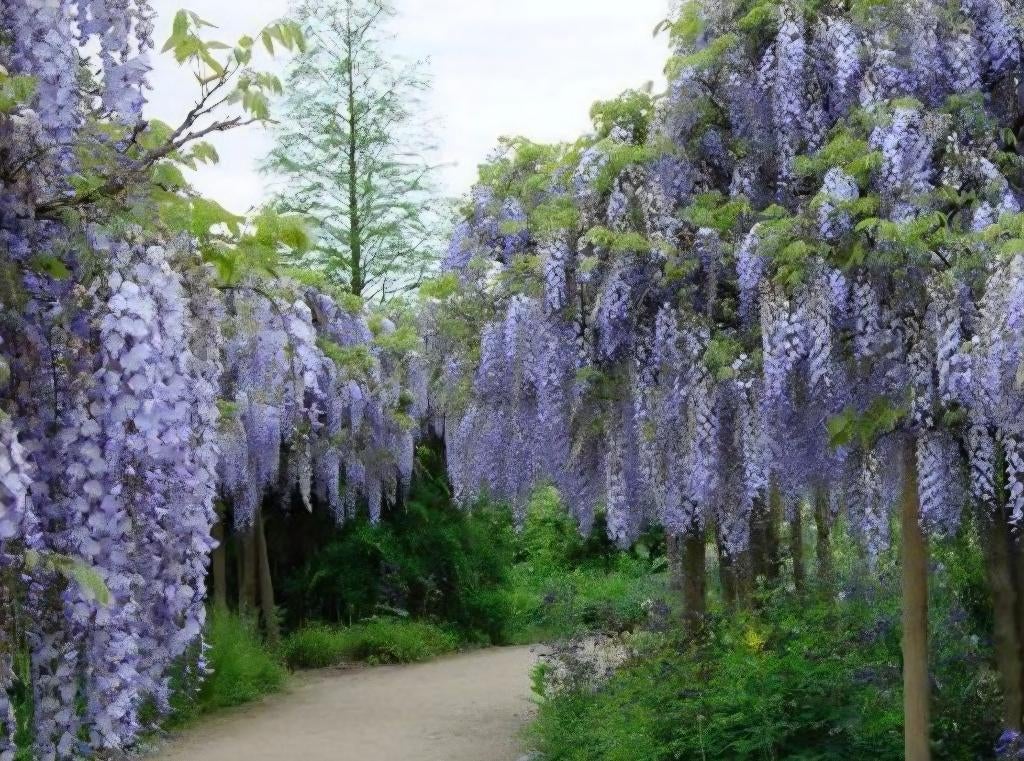 Glycine en pot (Wisteria chinensis 'Blue Sapphire') - 180 cm, Enlèvement, Plantes grimpantes, Plein soleil