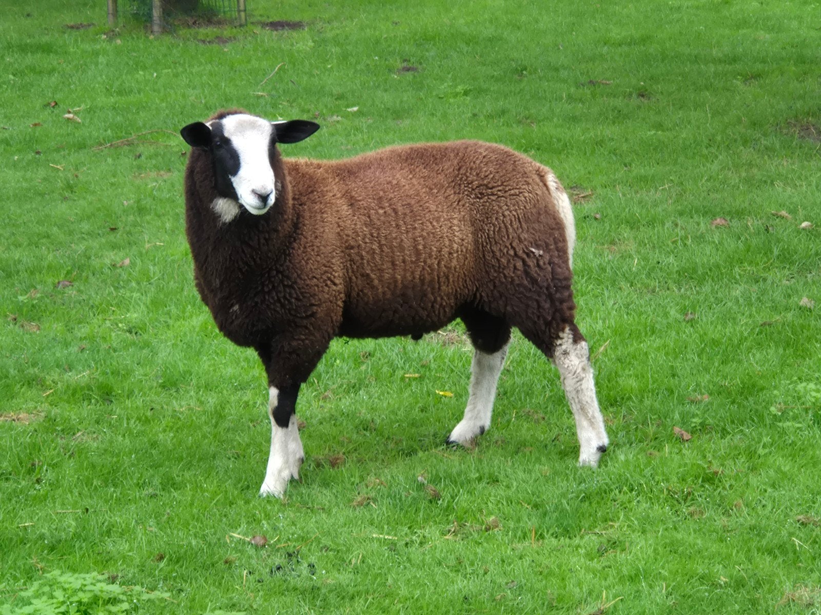 zwartbles bok, Dieren en Toebehoren, Mannelijk, Schaap, 0 tot 2 jaar