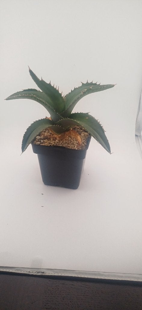 agave, Maison & Meubles, Moins de 100 cm, Palmier, Plante verte, Plein soleil