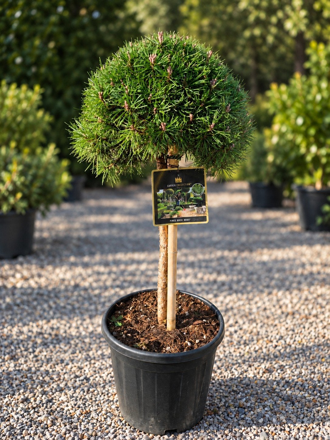 Pinus Mugo Mops, Enlèvement, Ombre partielle