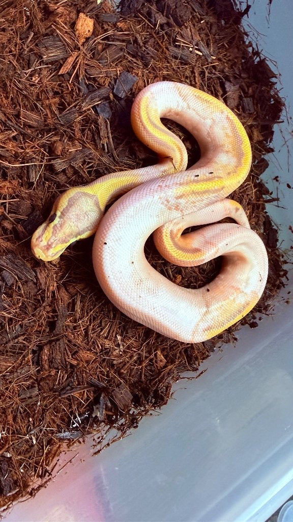 Verschillende ball pythons te koop Ball Python photo 14