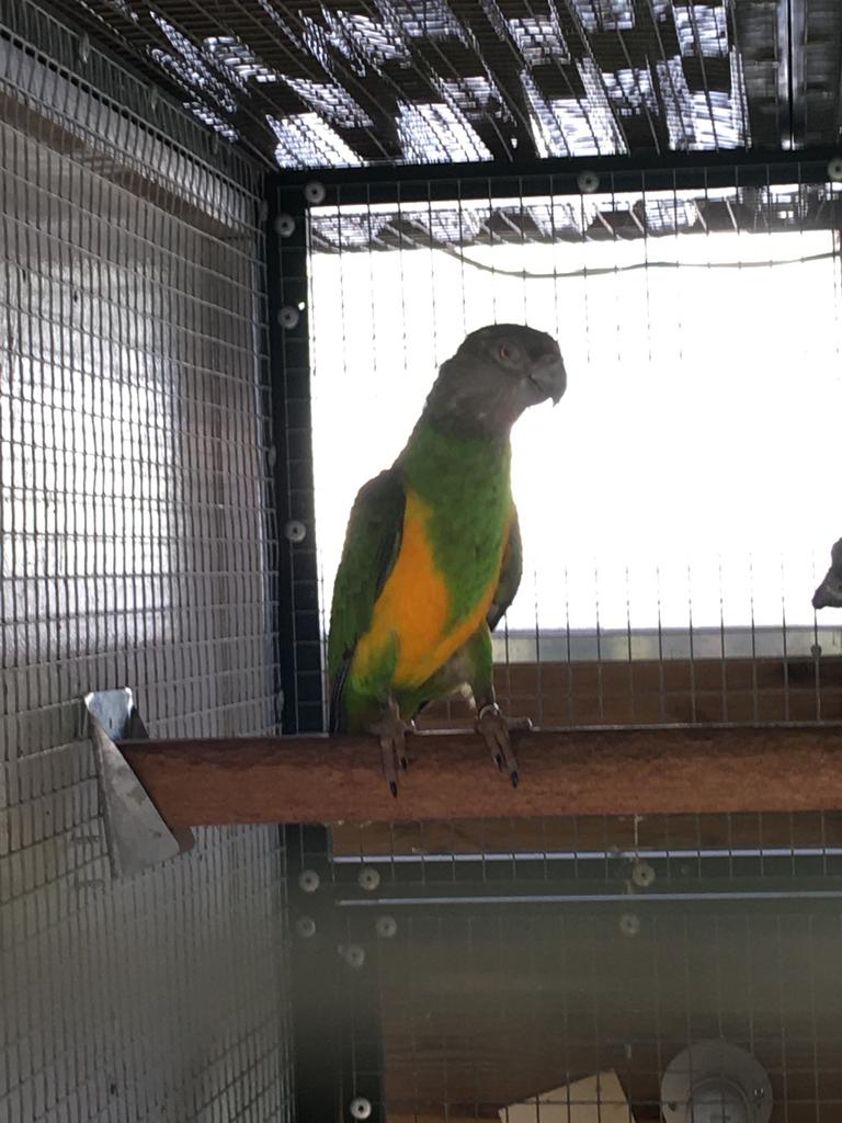 GEZOCHT : Bonte boer pop, Dieren en Toebehoren, Vrouwelijk, Papegaai, Geringd