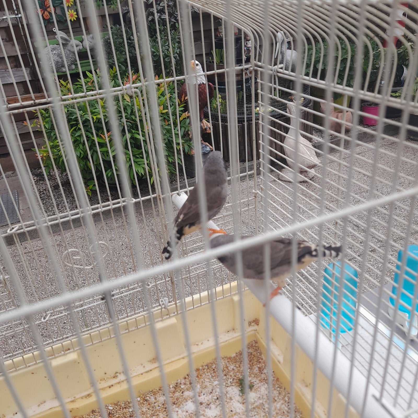 vogels, Dieren en Toebehoren, Vogels | Overige Vogels