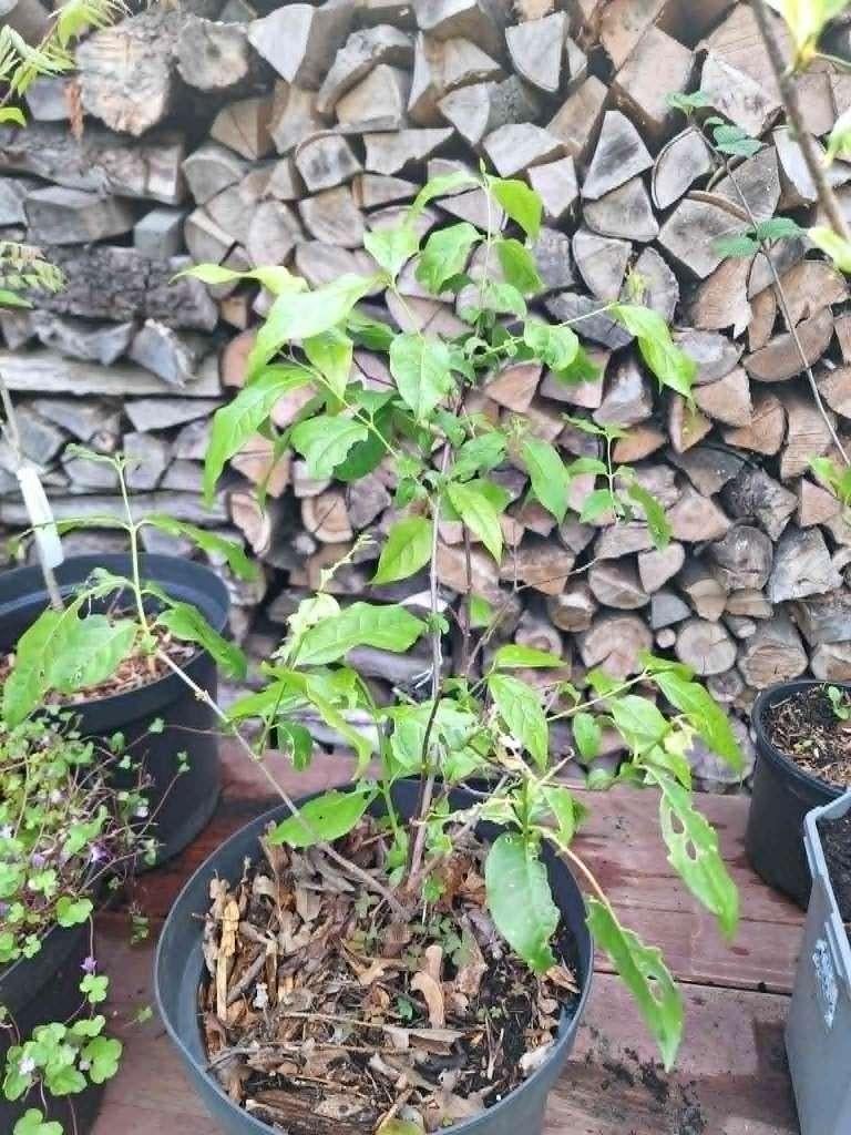 Chimonanthus preacox, Tuin en Terras, Planten | Struiken en Hagen, Ophalen, Overige soorten, Struik, 100 tot 250 cm