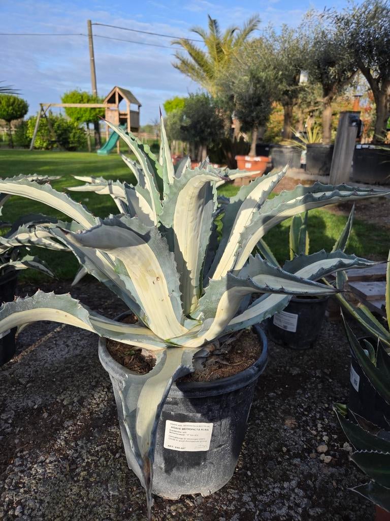 Agave Mediopicta Alba, Enlèvement