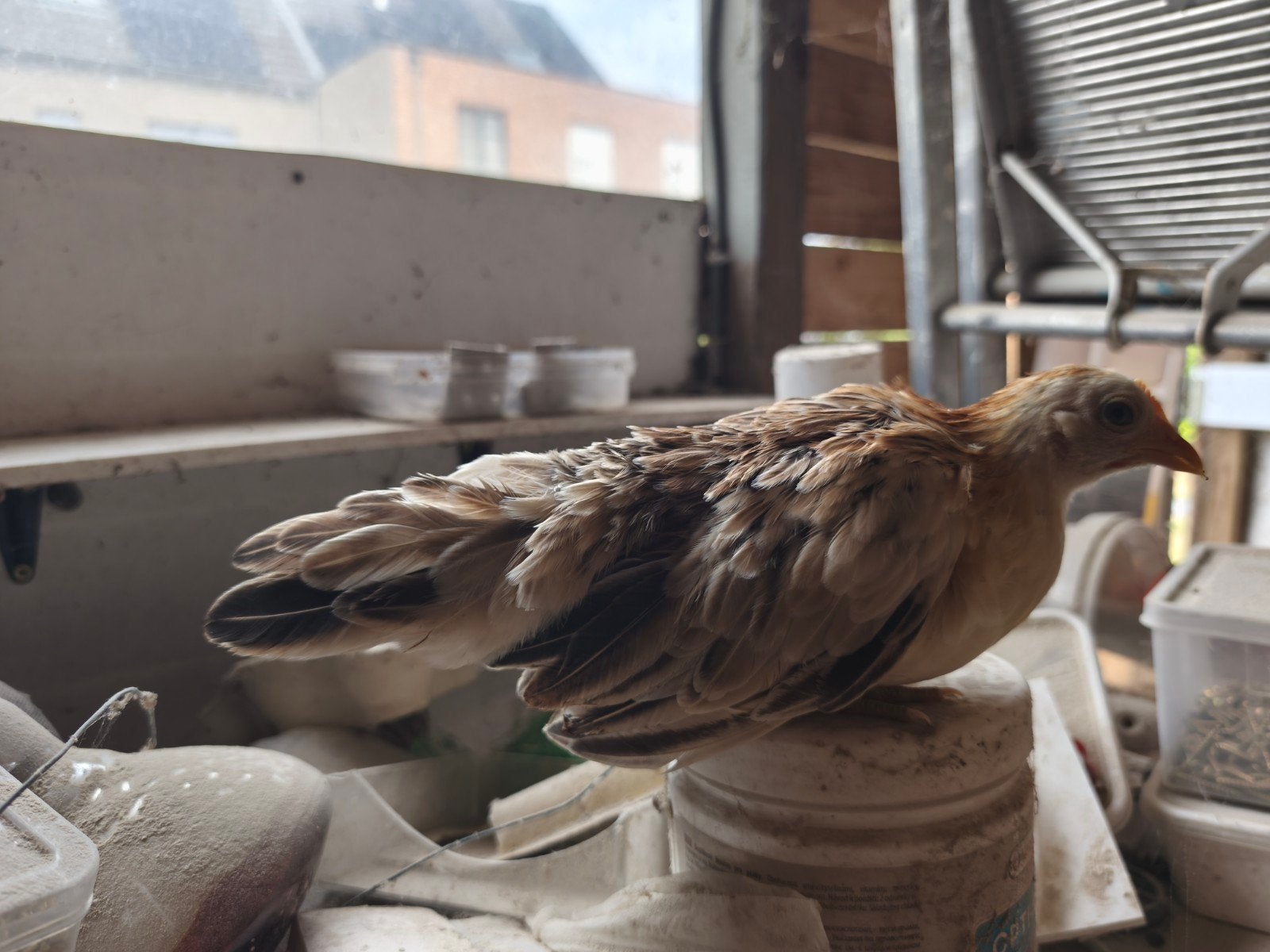 leuke serama's te koop, Poule ou poulet