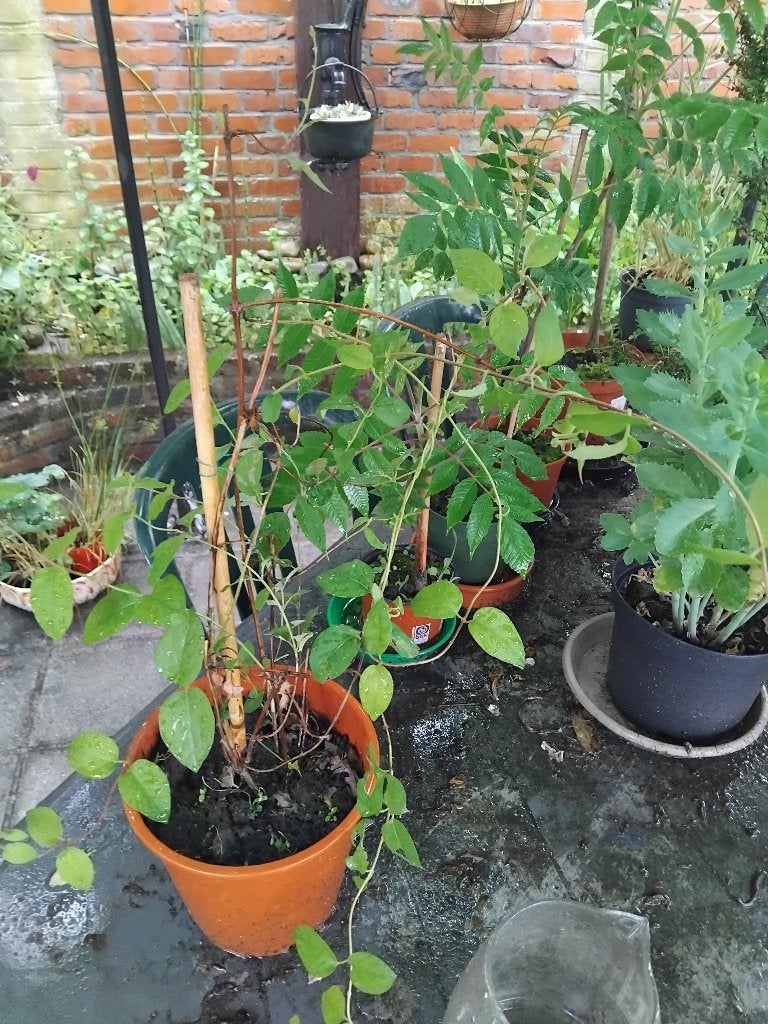 diverse plantes, Jardin & Terrasse, Plantes | Jardin, Enlèvement