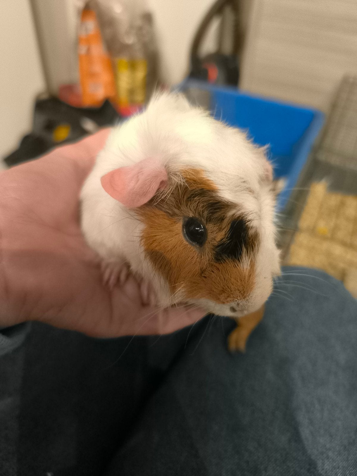 cavia's te koop, Dieren en Toebehoren, Juni, Cavia