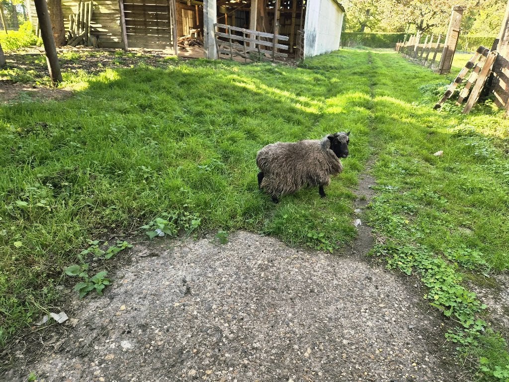Quessant ooien, Dieren en Toebehoren, Vrouwelijk, Schaap, 3 tot 5 jaar
