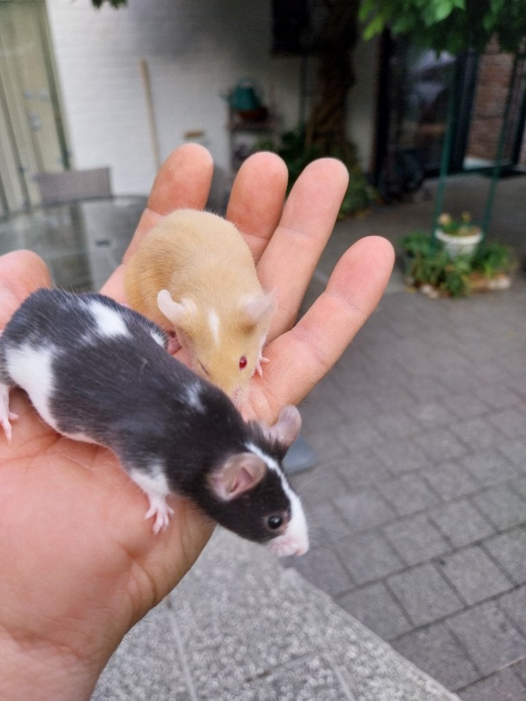 Muizen mannen, Mâle, Juin, Domestique, Souris
