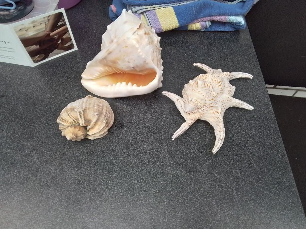 Grote schelpen, Enlèvement, Coquillage(s)