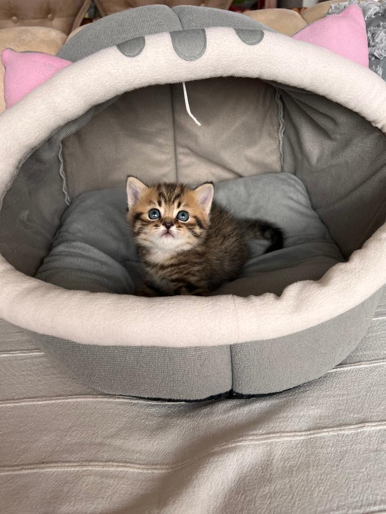 Chaton British Shorthair Black Golden Tabby Mâle, Dieren en Toebehoren, Kater, Gechipt, 0 tot 2 jaar
