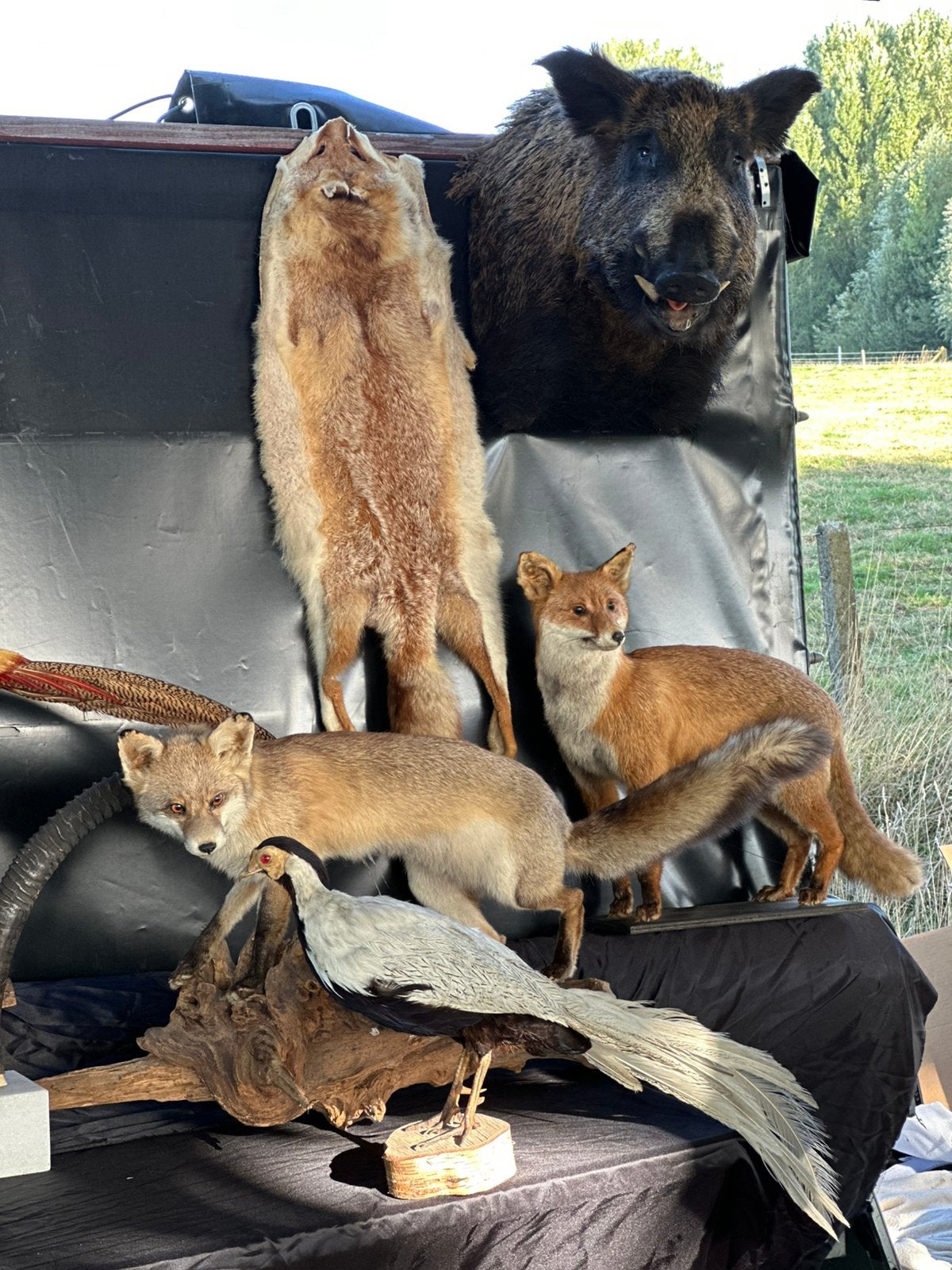 Te koop opgezette dieren, Enlèvement