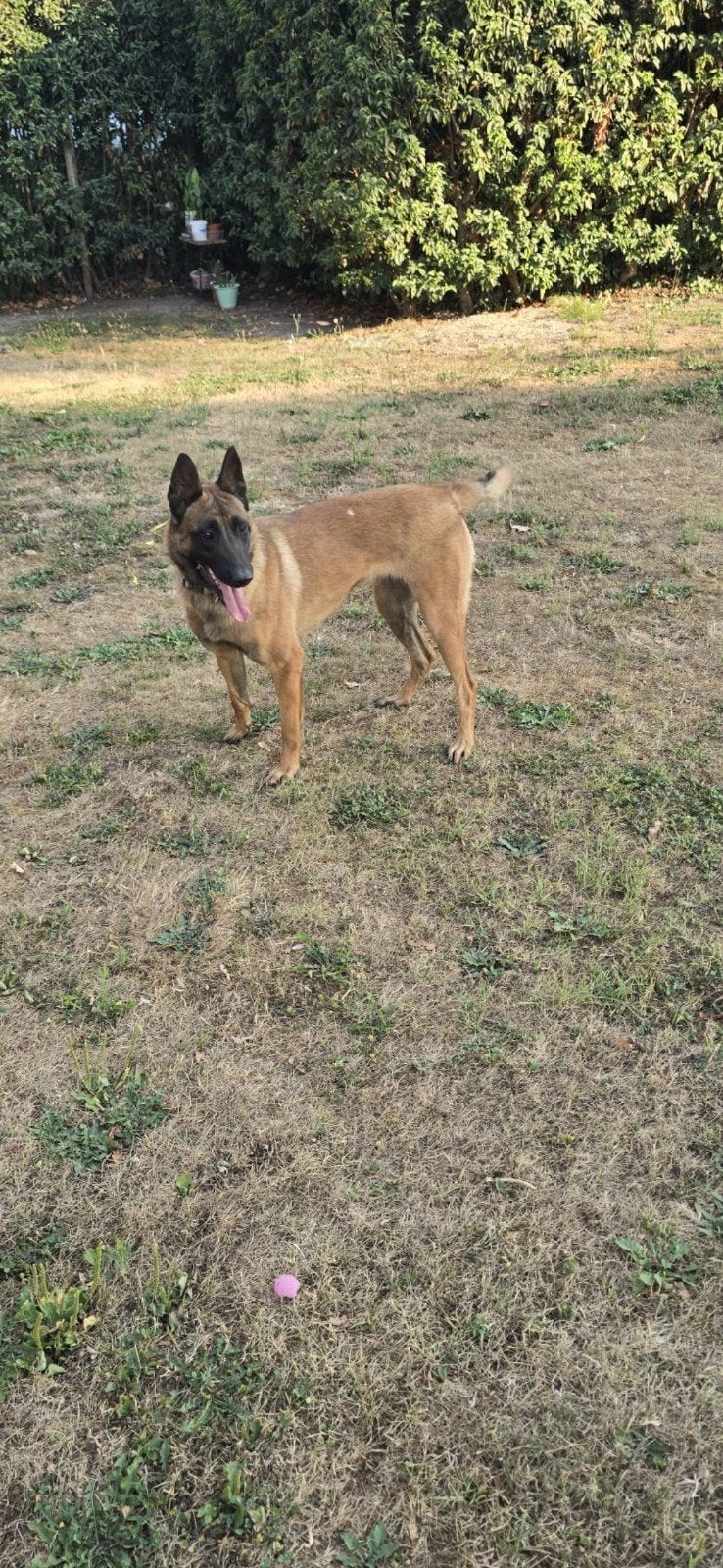 Mechelse herder, 1 à 2 ans, Maladie de Carré (chiens), Chienne, Éleveur | Loisir