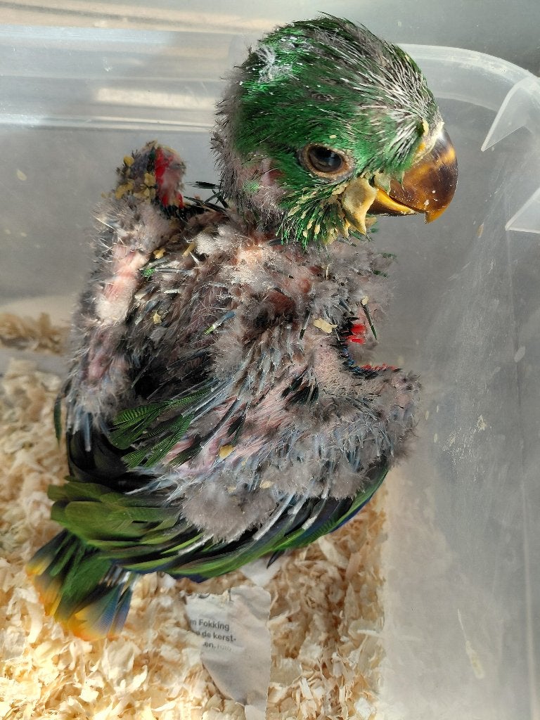 Jeune jeu Edel Parrot/Eclectus., Mâle, Perroquet, Domestique