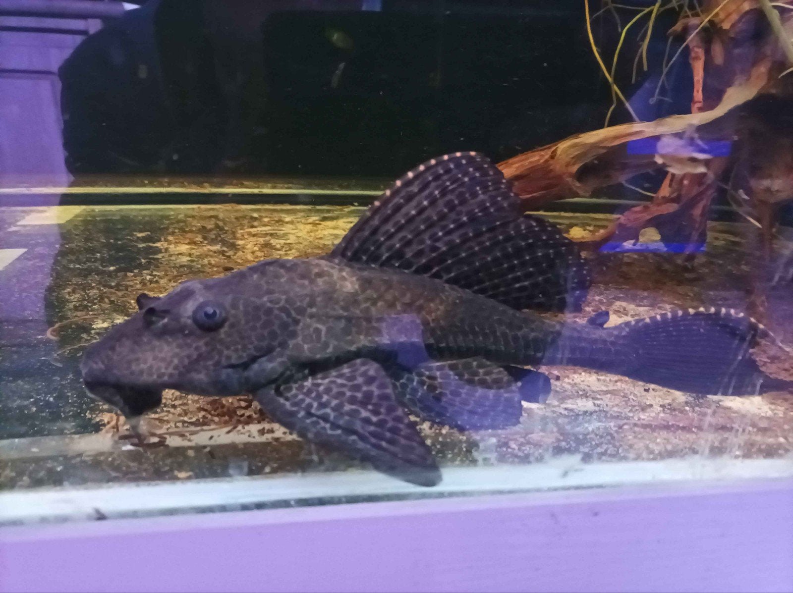 Zeilvin pleco