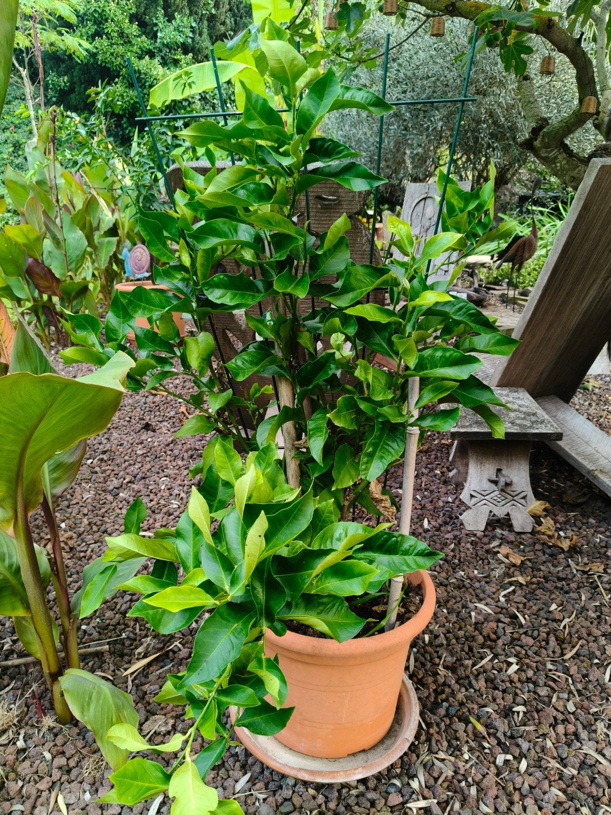 citronnier (Citrus limon), Jardin & Terrasse, Enlèvement