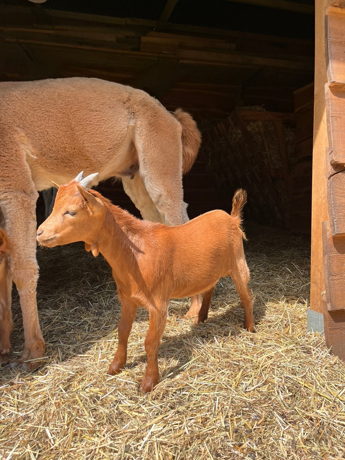 Abrikoos bokje, Dieren en Toebehoren