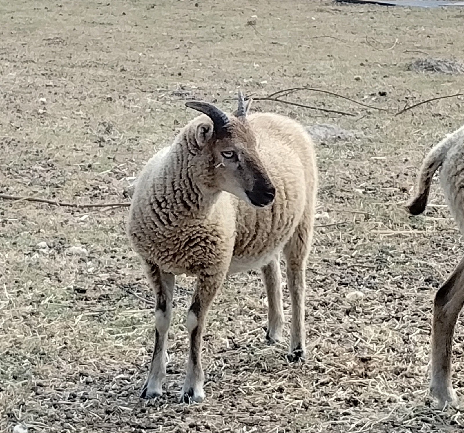 Prachtige Castlemilk Moorit ram en ooien, Plusieurs animaux, Mouton, 0 à 2 ans
