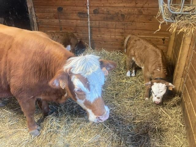 Mini Hereford koe + kalf, Dieren en Toebehoren, Runderen, Meerdere dieren, 0 tot 2 jaar