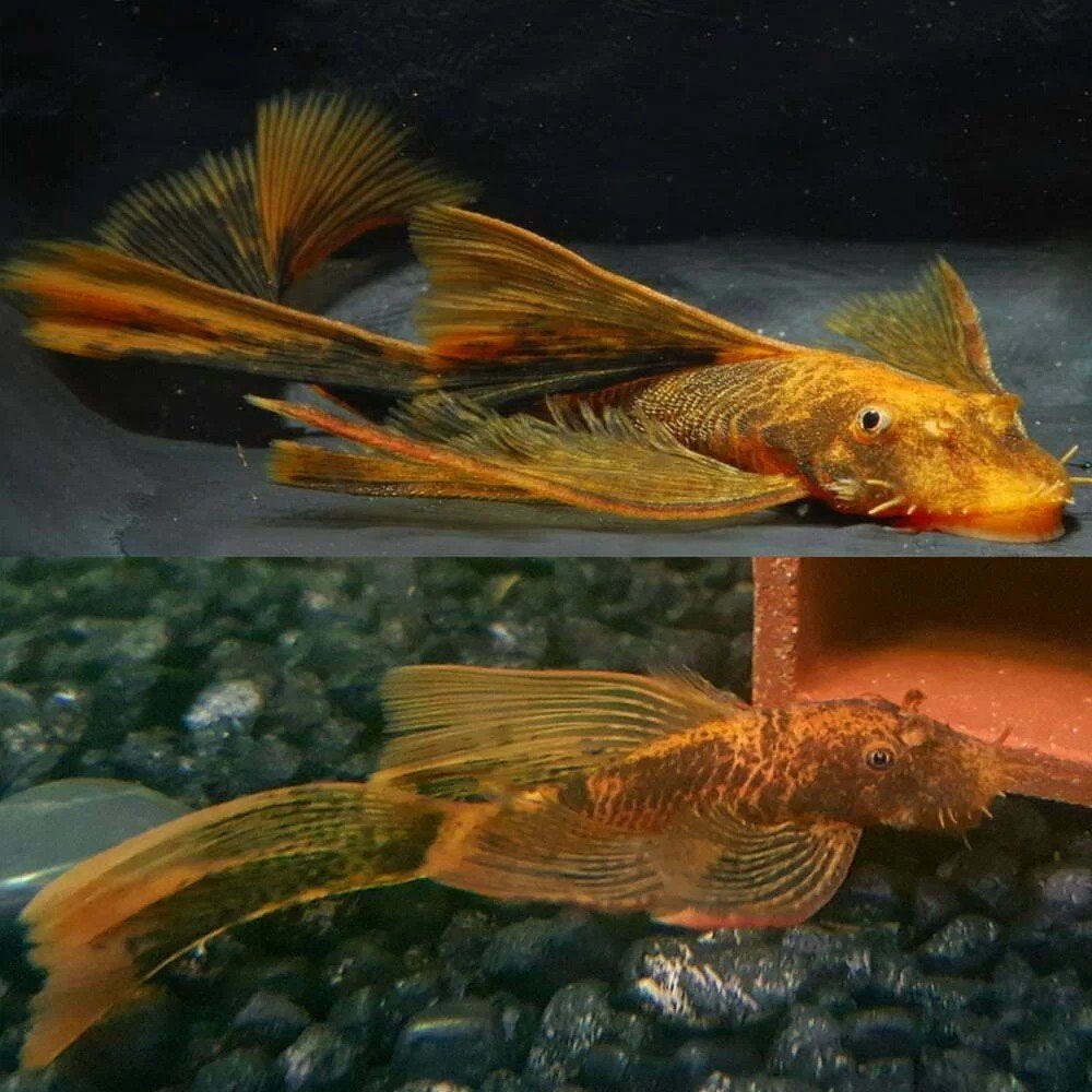 LDA16 Longfin ancistrus pleco / algeneter, Poisson, Poisson d'eau douce
