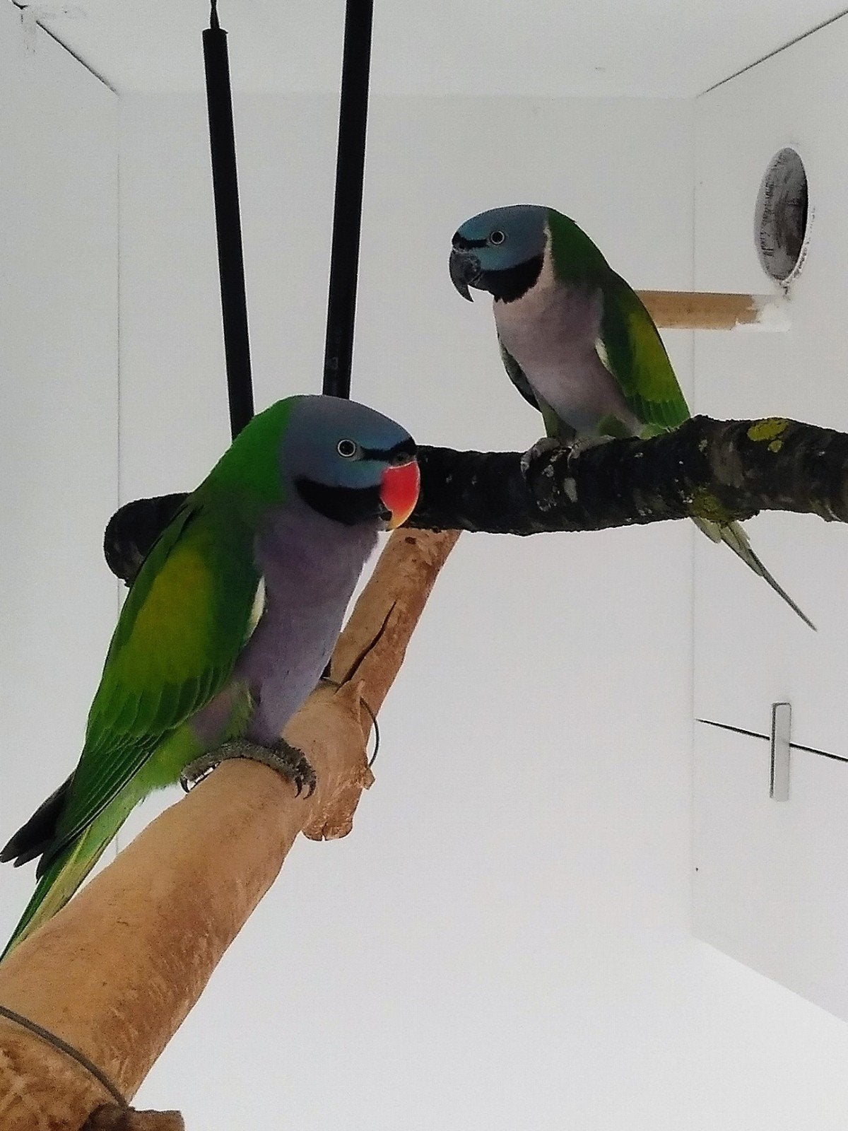 Derbyan parkieten, Animaux & Accessoires, Oiseaux | Perruches & Perroquets, Plusieurs animaux, Perruche, Bagué