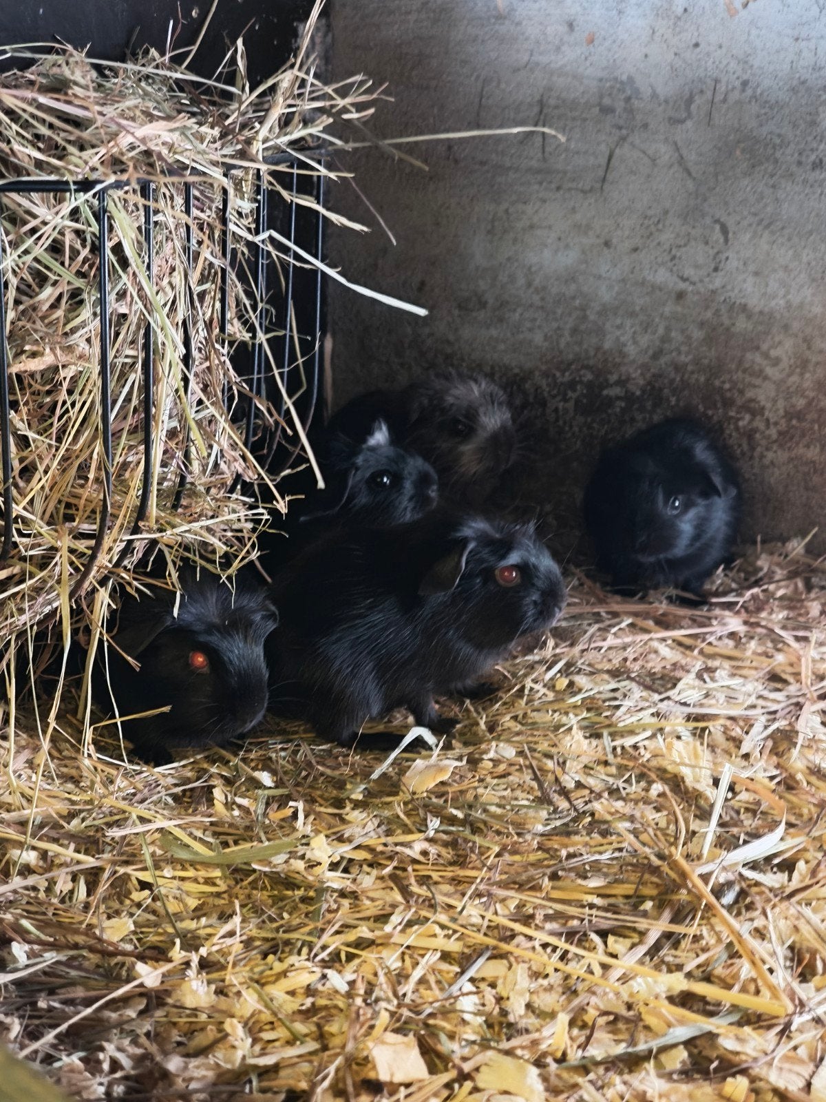 Cavia (s) zoeken thuisje, Dieren en Toebehoren, Knaagdieren, Januari, Cavia