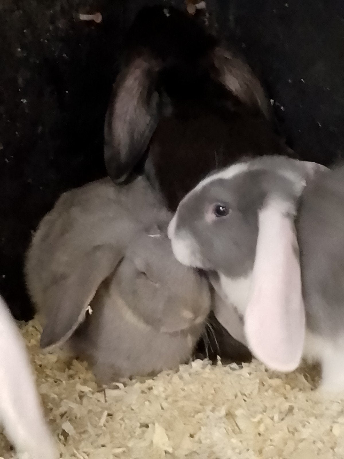 Mooie Franse hangoren, Dieren en Toebehoren, Konijnen