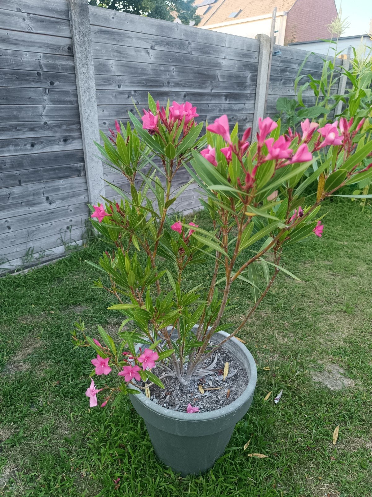 Oleander in pot, Enlèvement, En pot