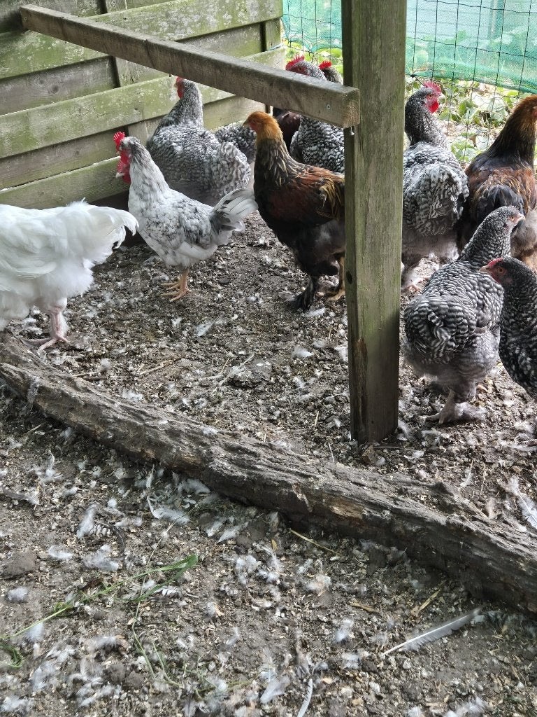 Hanen diverse rassen (Mechelse Koekoek, Brahma, kleurlegger), Dieren en Toebehoren, Pluimvee, Mannelijk, Kip